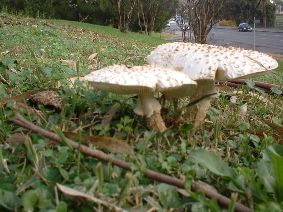 vittadini metropolitane